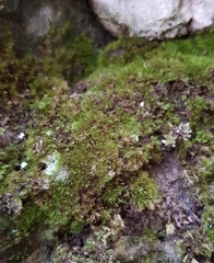 Rhynchostegiella tenella