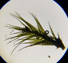 Rhynchostegiella tenella
