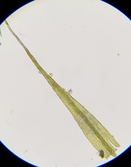 Rhynchostegiella tenella