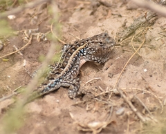 Liolaemus wiegmannii