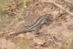 Liolaemus wiegmannii