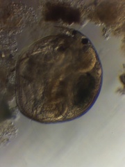 Chydorus sphaericus