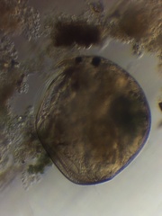 Chydorus sphaericus