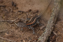 Liolaemus wiegmannii