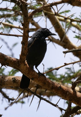 Laniarius funebris