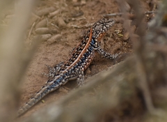 Liolaemus wiegmannii