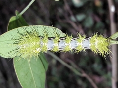 Automeris naranja