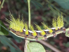 Automeris naranja