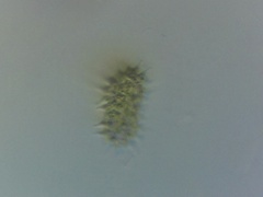 Hydrodictyaceae