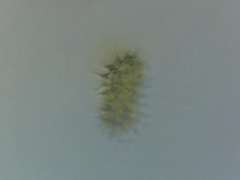 Hydrodictyaceae
