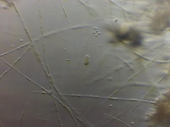 Hydrodictyaceae