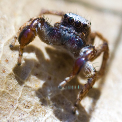 Habronattus oregonensis