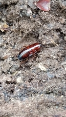 Parcoblatta virginica