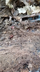 Parcoblatta virginica