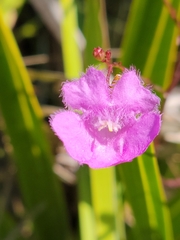 Agalinis obtusifolia