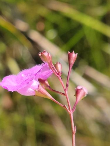 Image of Agalinis obtusifolia by (c) Jay Horn, some rights reserved (CC BY)