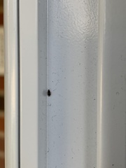Cimicomorpha