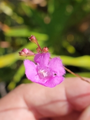 Agalinis obtusifolia