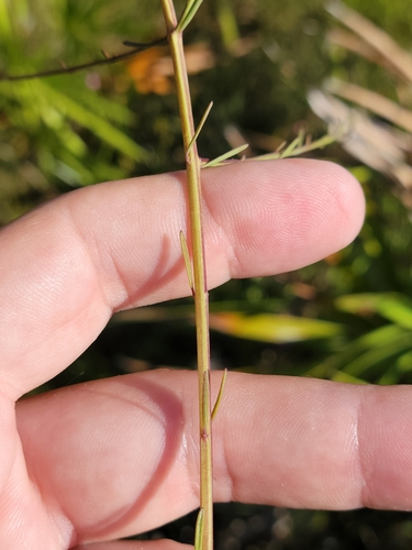 Image of Agalinis obtusifolia by (c) Jay Horn, some rights reserved (CC BY)