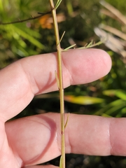 Agalinis obtusifolia