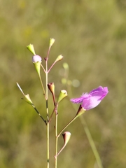 Agalinis obtusifolia