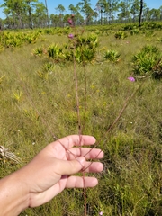 Agalinis obtusifolia