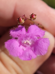 Agalinis obtusifolia
