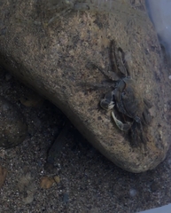 Orisarma neglectum