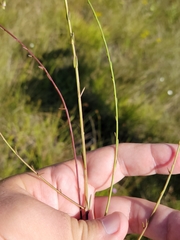Agalinis obtusifolia