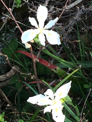 Iris douglasiana