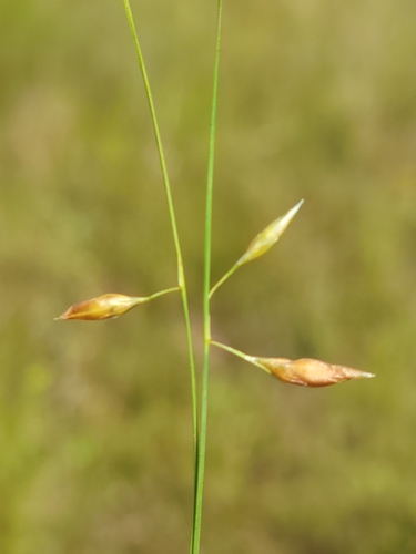 Image of Rhynchospora galeana by (c) Jay Horn, some rights reserved (CC BY)