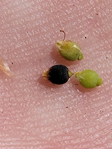 Image of Rhynchospora galeana by (c) Jay Horn, some rights reserved (CC BY)