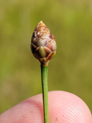 Image of Xyris floridana by (c) Jay Horn, some rights reserved (CC BY)