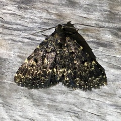 Metalectra tantillus