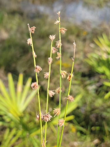 Scleria image