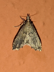 Diplopseustis perieresalis