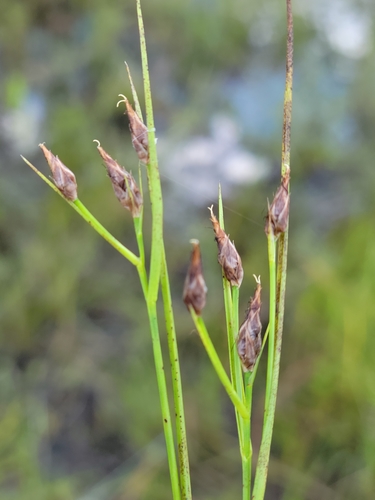 Image of Rhynchospora eximia by (c) Jay Horn, some rights reserved (CC BY)