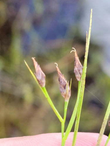 Image of Rhynchospora eximia by (c) Jay Horn, some rights reserved (CC BY)