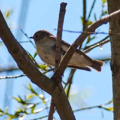 Ficedula hypoleuca