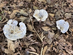 Lactarius indigo