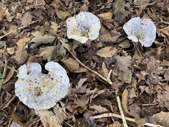 Lactarius indigo