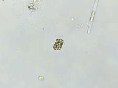 Comasiella