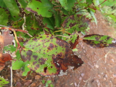 Diplocarpon