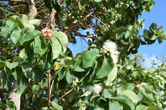Syzygium suborbiculare