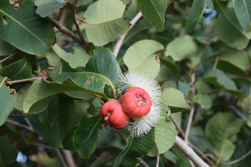 Syzygium suborbiculare (Benth.) T.G.Hartley & L.M.Perry