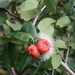 Red Bush Apple - Photo (c) Paul Asman and Jill Lenoble, some rights reserved (CC BY), uploaded by Paul Asman and Jill Lenoble