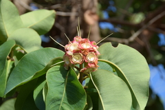 Syzygium suborbiculare