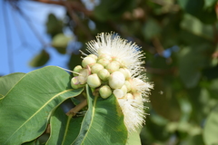 Syzygium suborbiculare