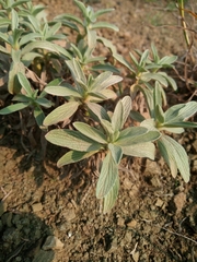 Marrubium peregrinum