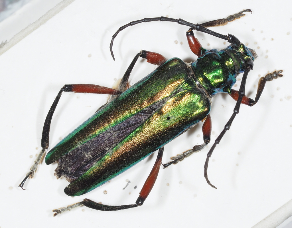 Synaptola robusta